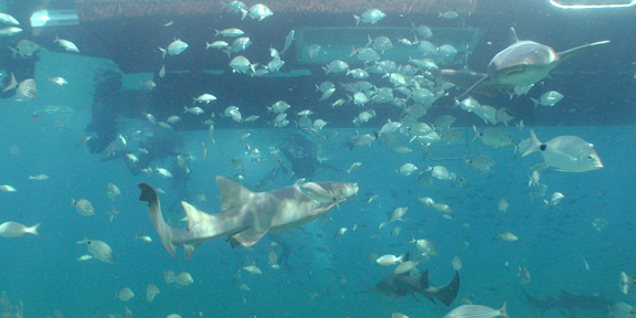 Dive With South Florida Diving Headquarters
